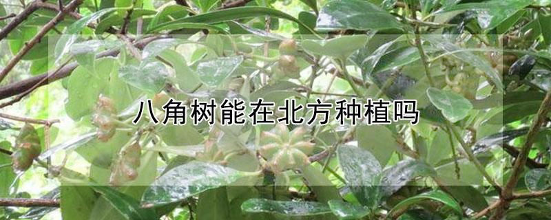 八角树能在北方种植吗 八角树苗北方可以种植吗
