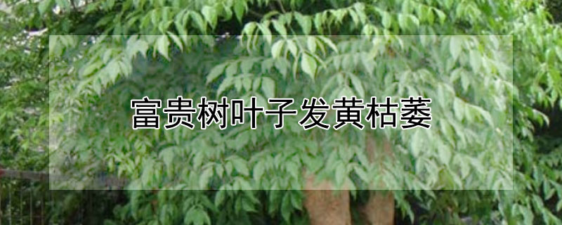 富贵树叶子发黄枯萎（富贵树叶子发黄枯萎掉枝）