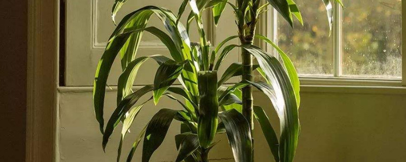 幸运木怎么养(幸运木怎么养才能生根)