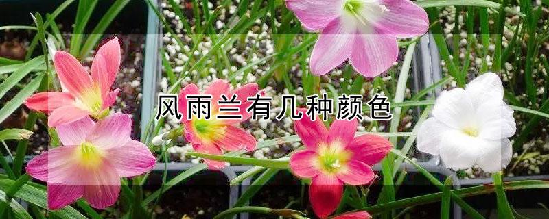 风雨兰有几种颜色（风雨兰有几种颜色的花）