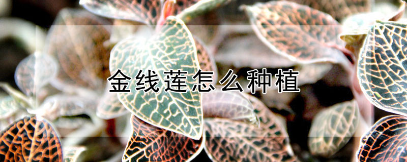 金线莲怎么种植 金线莲怎么种植管理