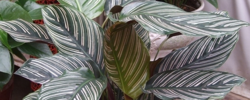 竹芋叶子如何变长变高 竹芋叶子如何长大