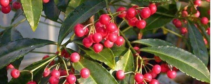 朱砂根为什么掉叶子 朱砂根的叶子脱落