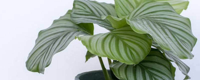 苹果竹芋怎么养长得快（苹果竹芋好养活吗）