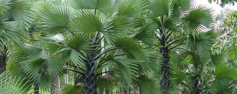 扇子树怎么种植 扇子树怎么移植