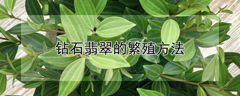 钻石翡翠的繁殖方法（钻石翡翠的扦插繁殖）