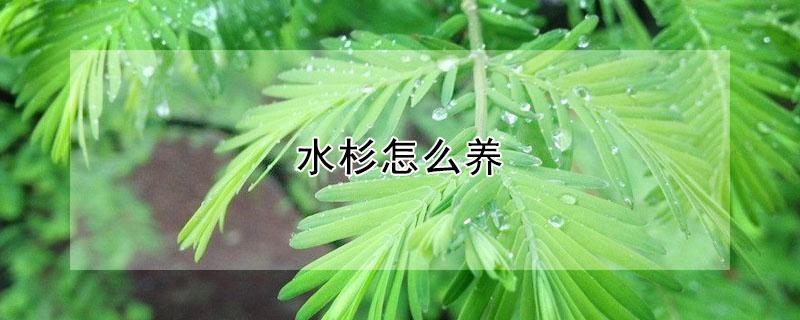 水杉怎么养 水杉怎样种植