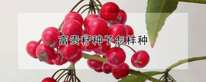 富贵籽种子怎样种 富贵籽怎么育苗