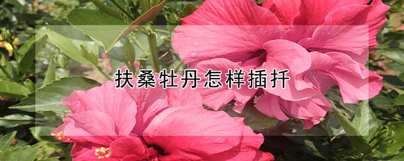 扶桑牡丹怎样插扦 桑叶牡丹怎样扦插