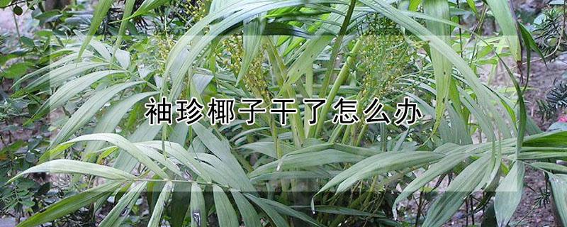 袖珍椰子干了怎么办（袖珍椰子冻了怎么办）