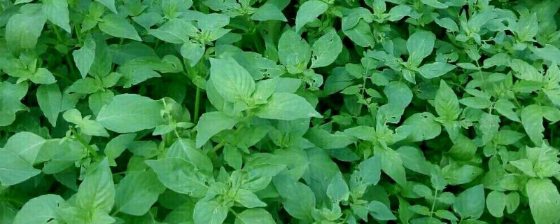 猫薄荷怎么种（猫薄荷怎么种植方法视频）