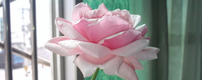 小欧月的养殖方法(小欧月的养殖方法和注意事项)