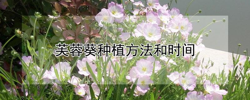 芙蓉葵种植方法和时间 芙蓉葵花什么时候种植