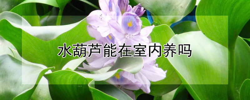 水葫芦能在室内养吗 水葫芦能在室内养吗有害处么
