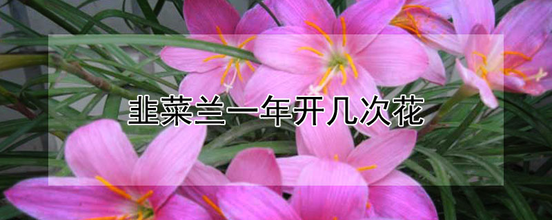 韭菜兰一年开几次花（韭兰多久开一次花）