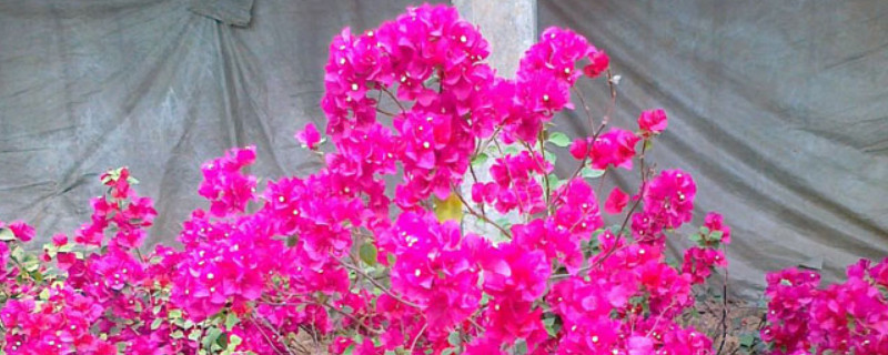 地栽三角梅控水方法（三角梅控水后要浇透吗）