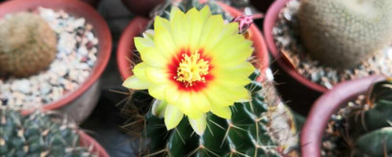 龙王球如何爆盆（龙王球爆盆图片）