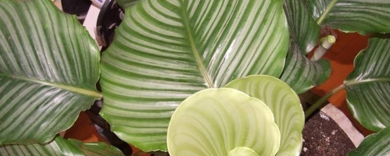 苹果竹芋怎样扦插 竹芋扦插繁殖方法和注意事项