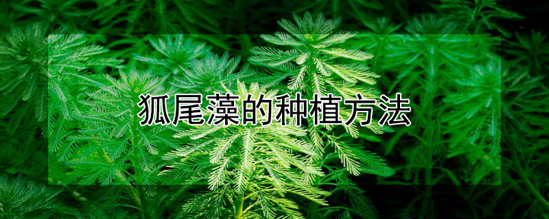 狐尾藻的种植方法 狐尾藻怎样种植