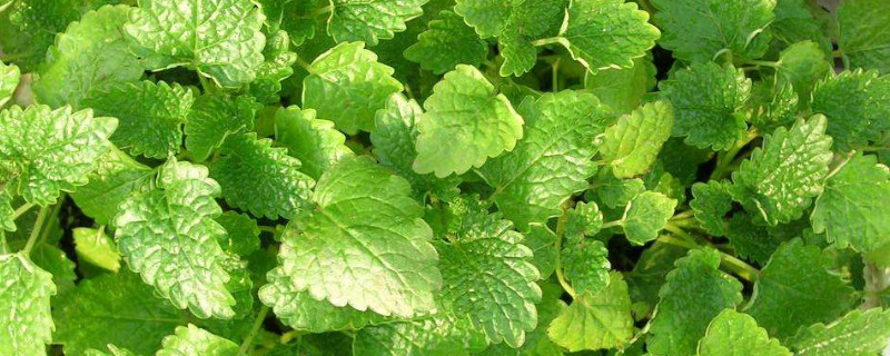 吸毒草的养殖方法和注意事项 吸毒草如何食用