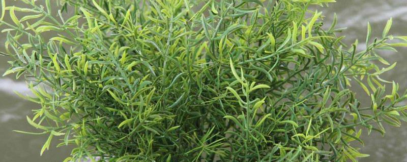 天门冬盆栽养殖方法 天门冬盆栽养殖方法天门东换盆根的小水豆拿掉吗