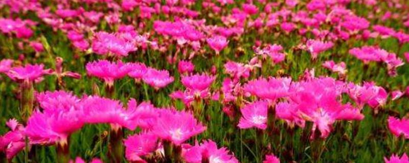 欧石竹的种植与养护 欧石竹怎样地栽