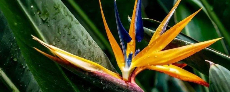 天堂鸟不见阳光可以吗(天堂鸟没有阳光能养活吗)