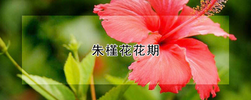 朱槿花花期（朱槿花花期多久）