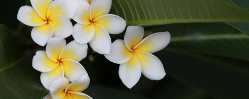 鸡蛋花不开花怎么办 鸡蛋果不开花