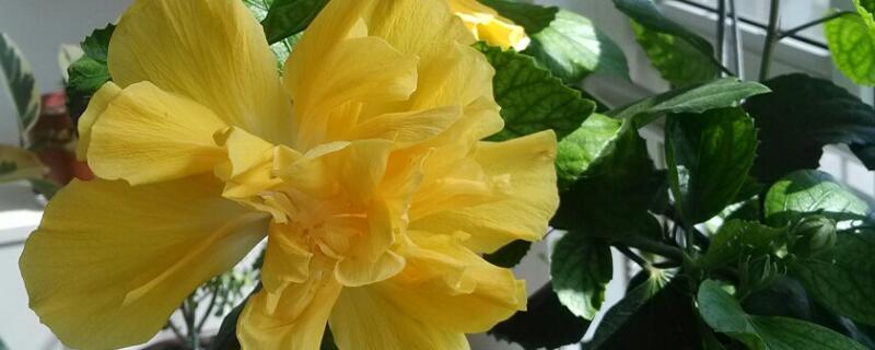 桑叶牡丹怎么浇水 桑叶牡丹怎么浇水法