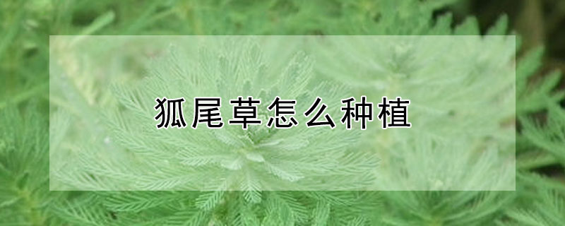 狐尾草怎么种植 狐尾草什么时间移栽