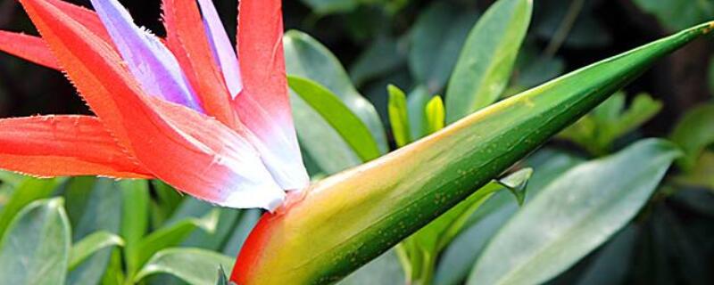 天堂鸟新芽长不出来（天堂鸟新芽尖尖的不开）