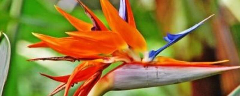 鹤望兰不长新芽为什么(鹤望兰会长侧芽吗)