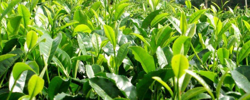 老茶树移栽方法(老茶树怎么才能够移栽成活)