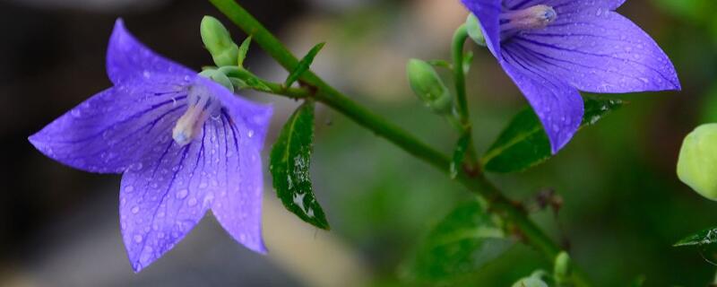 桔梗花蔫了怎么办(桔梗花为什么蔫)