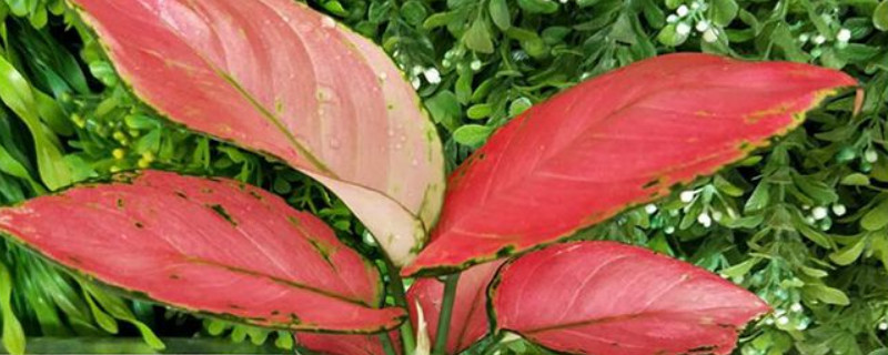 吉利红如意的繁殖方法（吉利红如意的养殖方法）