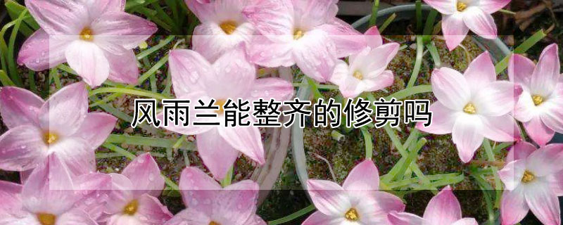 风雨兰能整齐的修剪吗 风雨兰的花后如何修剪