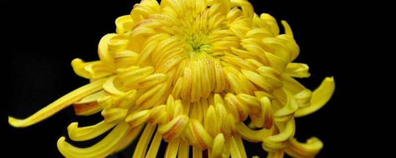 九月菊的养殖方法和注意事项 九月菊花的养殖方法