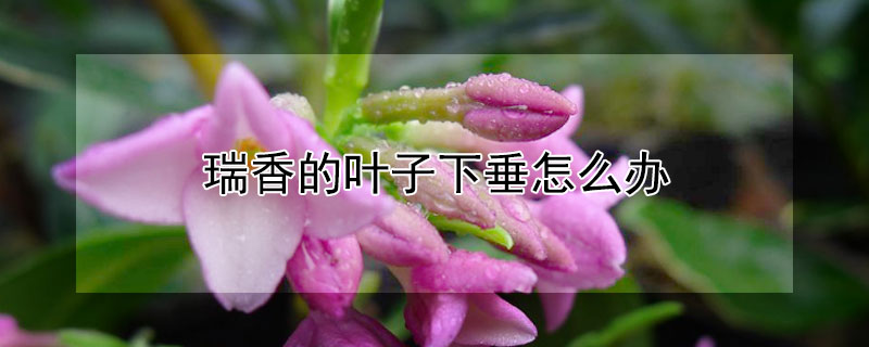 瑞香的叶子下垂怎么办 瑞香花叶子下垂怎么办