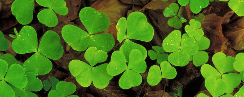 三叶草移植的步骤 三叶草怎么栽