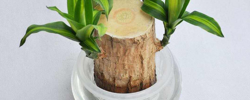 巴西木可以一直水培吗（水培巴西木可以存活多久）