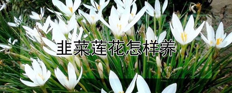 韭菜莲花怎样养(韭莲花怎么养)