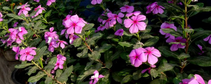 四季梅怎么扦插(四季梅怎么扦插视频)