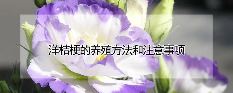 洋桔梗的养殖方法和注意事项 重瓣洋桔梗的养殖方法和注意事项