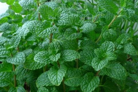 薄荷怎么养才能爆盆