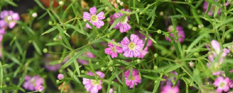 圆锥石头花怎么用水养 圆锥石头花多久浇一次水