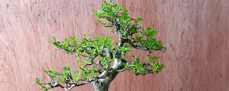 白蜡换盆枯萎怎么办（白蜡换盆后枯萎）