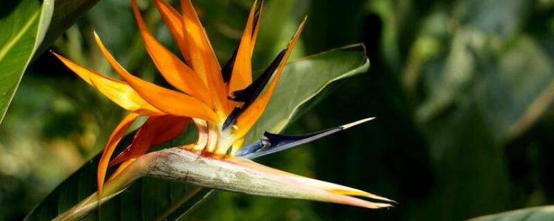 如何让天堂鸟长得高（怎样让天堂鸟长高）