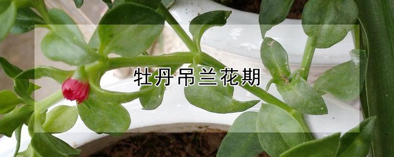 牡丹吊兰花期(牡丹吊兰花期多长时间)