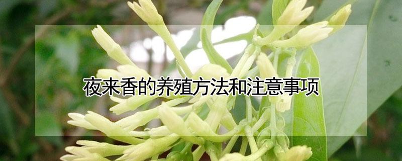 夜来香的养殖方法和注意事项 夜来香的养殖方法和注意事项有哪些